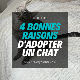 4 bonnes raisons d'adopter un chat