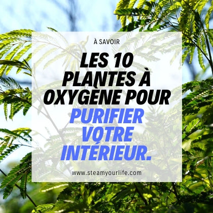 Les 10 plantes à oxygène qui purifient l’air dans votre intérieur.